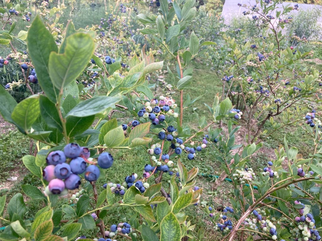 Blueberry bushes heavy with fruit near a greenhouse