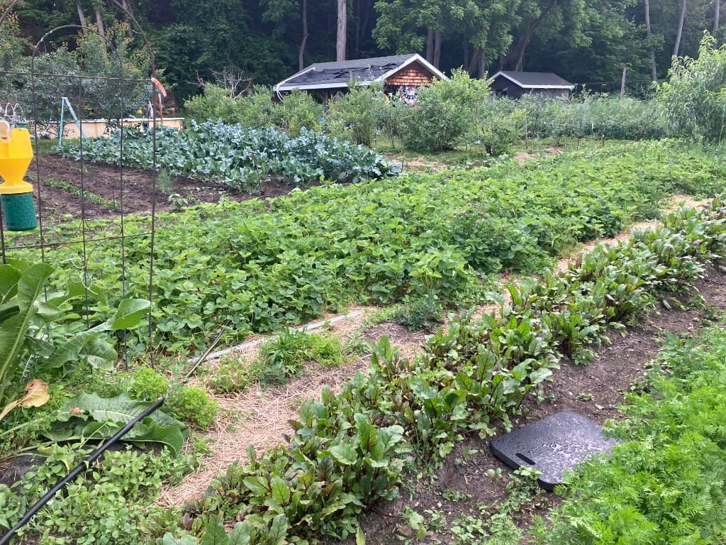 Lush vegetable garden rows with flowers, tomatoes, and outbuildings