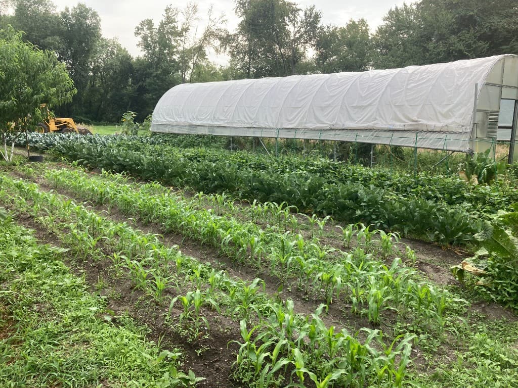 Greenhouse beside rows of young corn and leafy crops