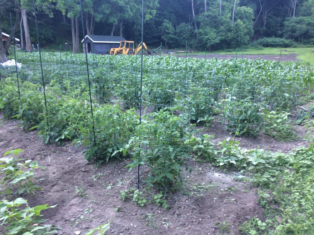 Tomato plants in cages and rows in an outdoor garden