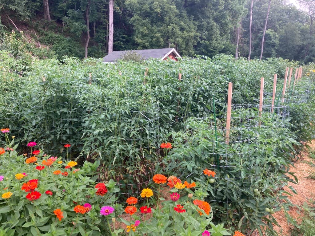 Wide view of tomato plants and colorful zinnia flowers in the garden